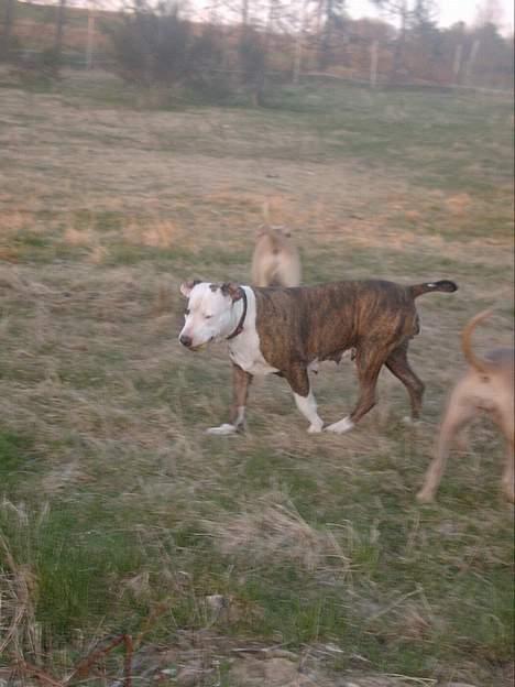 Amerikansk staffordshire terrier Bitte Lady - fik den ikke men jeg skal nok få den.. billede 8