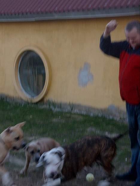 Amerikansk staffordshire terrier Bitte Lady - jeg vil have den billede 9