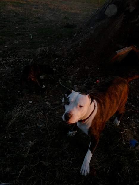 Amerikansk staffordshire terrier Bitte Lady -  jeg er bare så lækker.. billede 10
