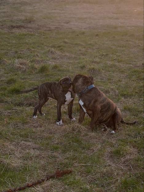 Amerikansk staffordshire terrier Berta billede 5