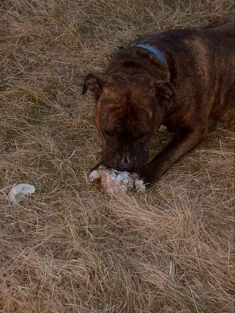 Amerikansk staffordshire terrier Berta billede 6