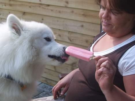 Samojedhund Bamse  - Mor og Bamse Hehe :D billede 14