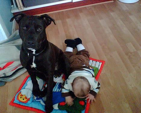 Amerikansk staffordshire terrier Hustler billede 10