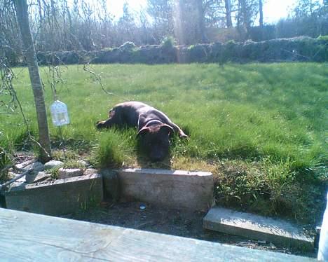 Amerikansk staffordshire terrier Hustler billede 11