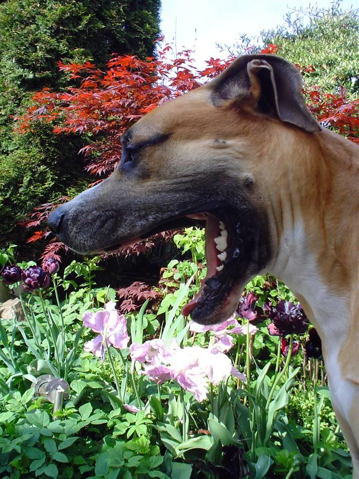 Grand danois HARLEY billede 7