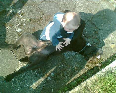 Amerikansk staffordshire terrier Hustler billede 12