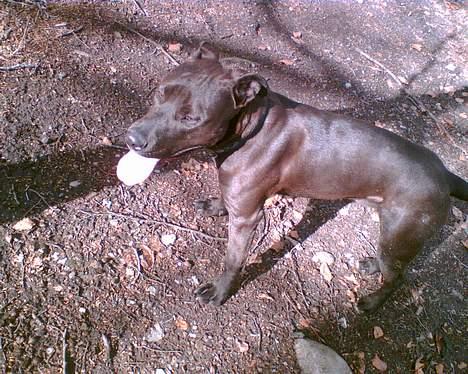 Amerikansk staffordshire terrier Hustler billede 13