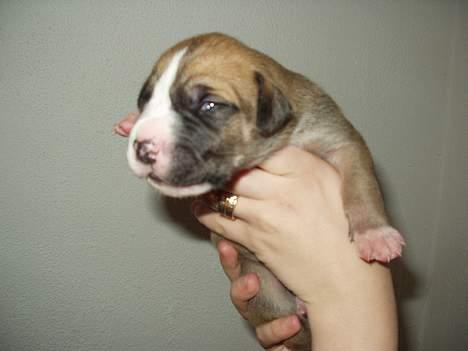 Grand danois HARLEY - ...ja..her har jeg lige fået øjne... billede 8