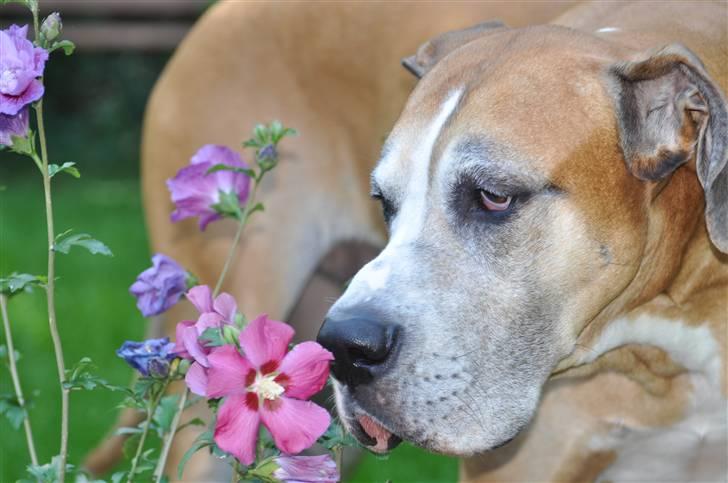 Grand danois HARLEY billede 9