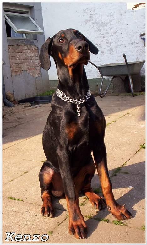 Dobermann **Kenzo** (Omplaceret) billede 13