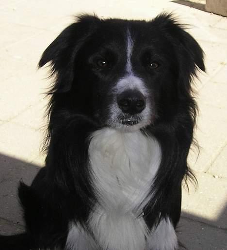 Border collie Freddy - Er han ikke bare dejlig min lille Freddy, mors dreng, helt igennem....... billede 11