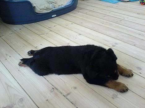 Rottweiler Rocky - hejsa billede 6