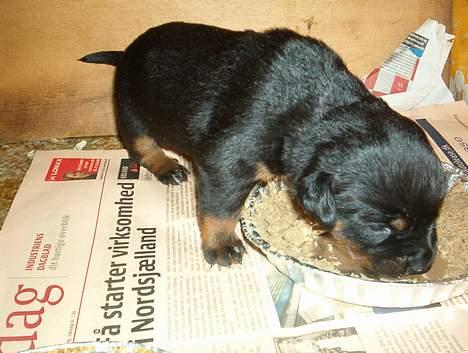 Rottweiler bella billede 13