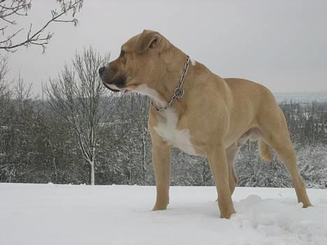 Blanding af racer Louie - Louie 1,5 år billede 1