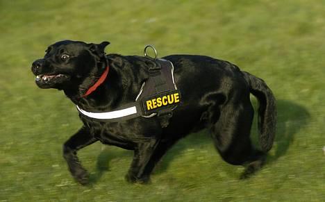 Labrador retriever Binka - *NYT* billede 3