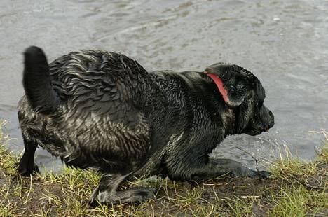 Labrador retriever Binka - *NYT* billede 5