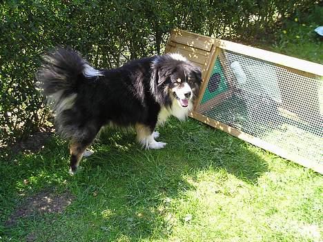 Blanding af racer Mulle - Hej alle sammen billede 1