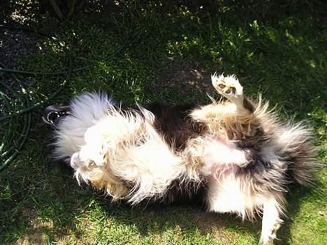 Blanding af racer Mulle - jubii... Sommer... billede 2