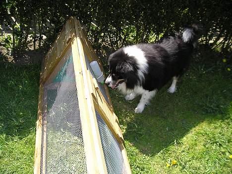 Blanding af racer Mulle - uhm... kanin.. hvorfor kan jeg ikk komme ind og lege med den? billede 3