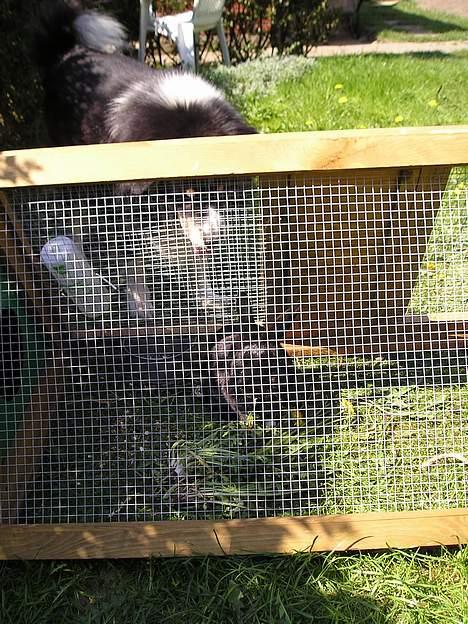 Blanding af racer Mulle - den kanin... vil bare lege lidt med den.. billede 4