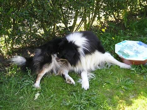 Blanding af racer Mulle - en mindre bad skal der jo til.. billede 5