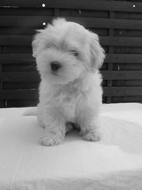 Coton de tulear Disco - Lille Disco på nu 9 uger, max fotogen billede 6