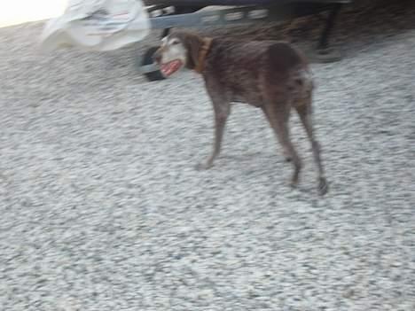 Blanding af racer Ticki billede 3