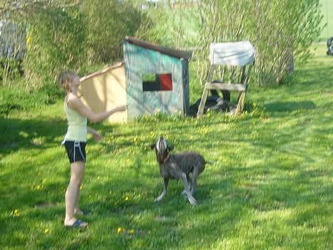 Blanding af racer Ticki billede 6