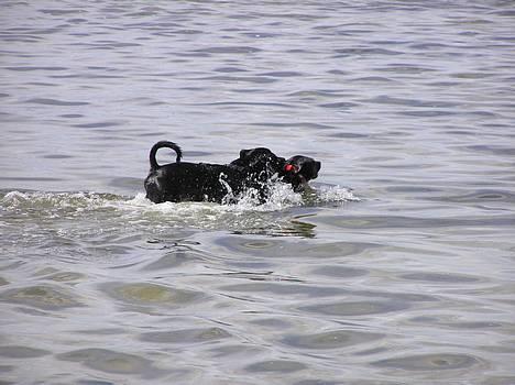 Staffordshire bull terrier Chili - chili og carlos bader mens my ser på fra land. billede 17