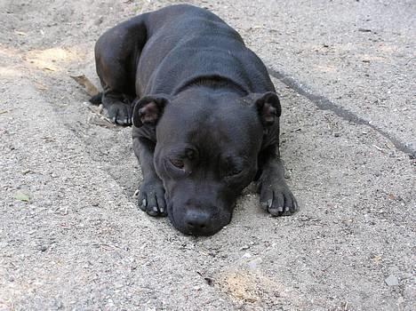 Staffordshire bull terrier Chili - chili pigen billede 18