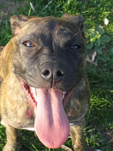 Amerikansk staffordshire terrier Tara billede 10