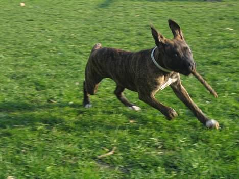 Amerikansk staffordshire terrier Tara - fuld fart frem billede 11