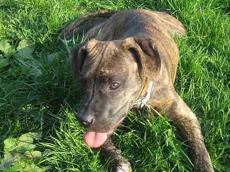 Amerikansk staffordshire terrier Tara - Tager en slapper billede 13