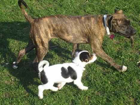 Amerikansk staffordshire terrier Tara - Tara og min søsters hund Tjlilli billede 14