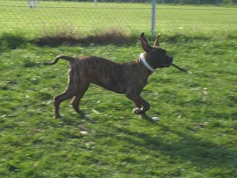 Amerikansk staffordshire terrier Tara - Vuf min Pind billede 15