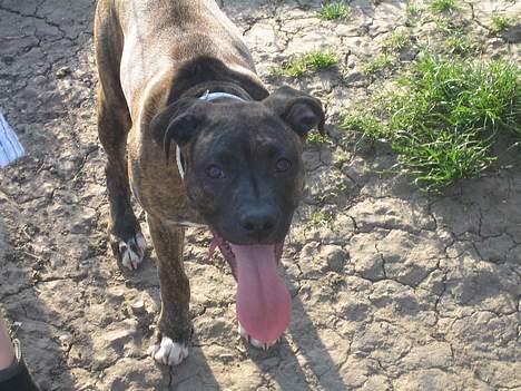 Amerikansk staffordshire terrier Tara - Jeg har lært at række Tunge billede 16