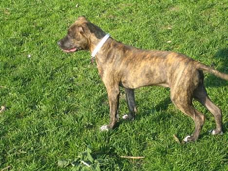 Amerikansk staffordshire terrier Tara billede 17