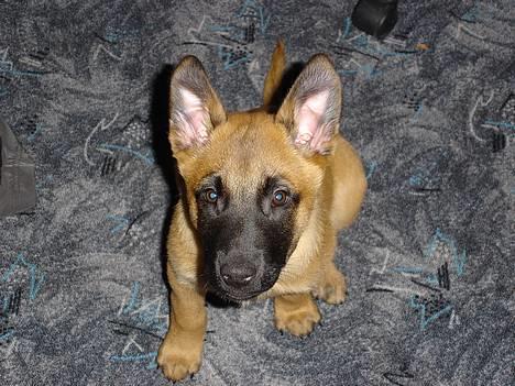 Malinois IPO3 Vandalen´s Iroc - over regnbuen  - Iroc - 9 uger billede 15