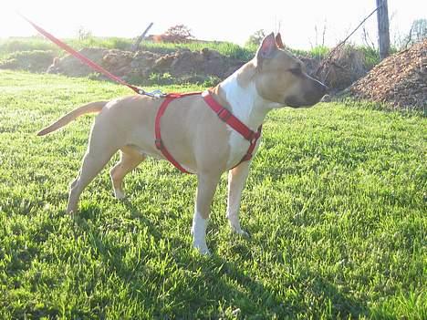 Amerikansk staffordshire terrier Shiva billede 12