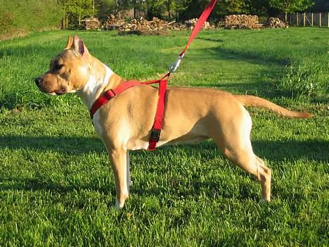 Amerikansk staffordshire terrier Shiva billede 13
