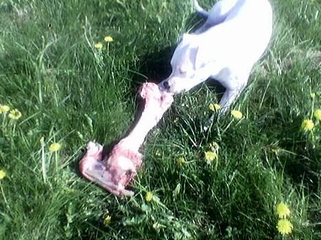 Amerikansk bulldog Nala (Kerteminde) - Hvem manglede et ko-ben...? Kender jeg intet til... billede 6