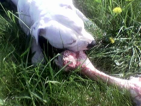 Amerikansk bulldog Nala (Kerteminde) - Må vidst heller få det spist inden bonden kommer hjem.. billede 7