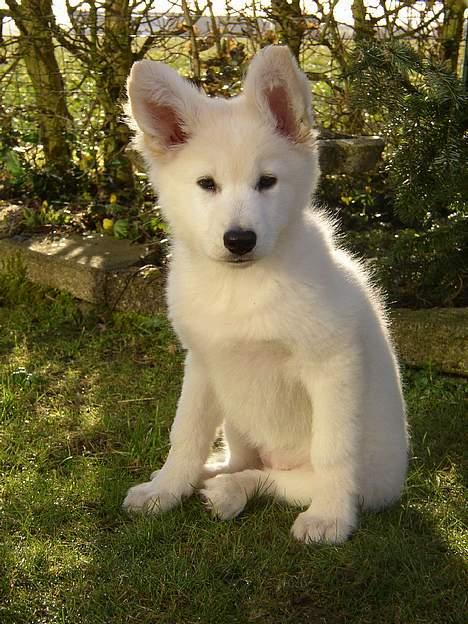 Hvid Schweizisk Hyrdehund Blondie of Trebons  - Blondiebaby billede 8