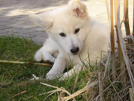 Hvid Schweizisk Hyrdehund Blondie of Trebons  billede 9