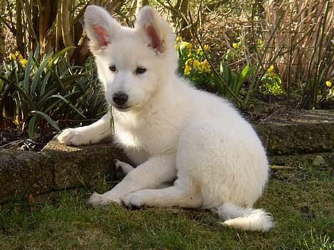Hvid Schweizisk Hyrdehund Blondie of Trebons  - så fin er jeg blevet nu :) billede 10