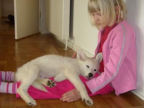Hvid Schweizisk Hyrdehund Blondie of Trebons  - Blondie og Sofie billede 11