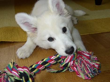 Hvid Schweizisk Hyrdehund Blondie of Trebons  billede 12