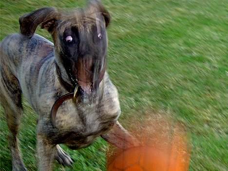 Grand danois Toffee billede 7