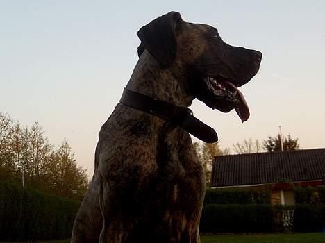 Grand danois Toffee billede 8