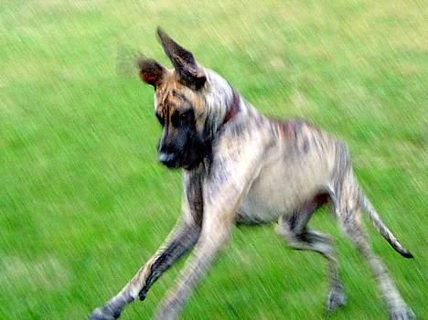 Grand danois Toffee billede 9